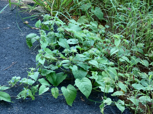 {Jacquemontia tamnifolia}